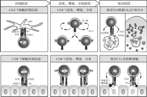 结核特异性细胞免疫反应挂云帆