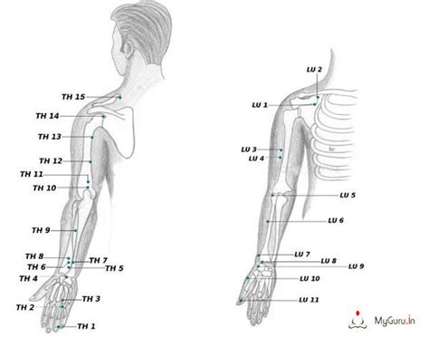 Acupressure Points Chart Of Hand Arm Charts Of Acupressure Points