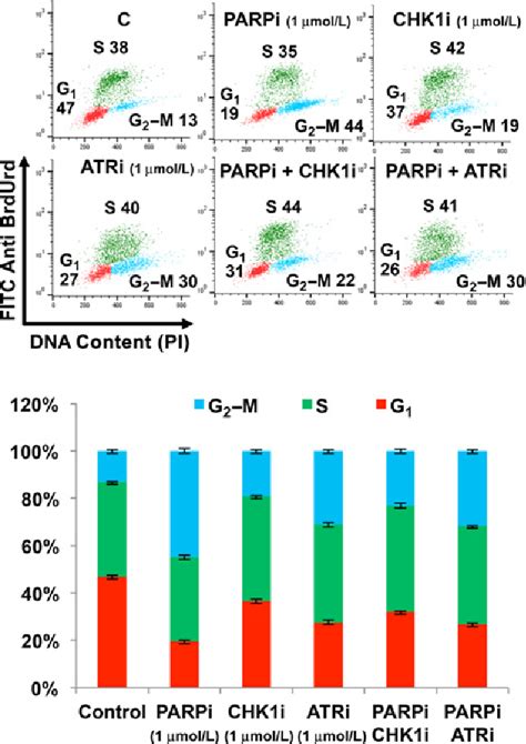 Pdf Targeting The Atrchk1 Axis With Parp Inhibition Results In Tumor