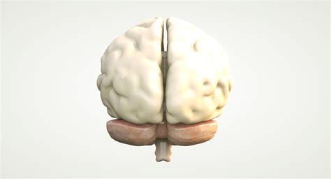 Brain Human Anatomy 3D Model $19 - .3ds .c4d .fbx .obj .stl - Free3D