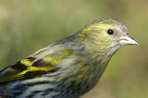 Tarin Des Aulnes Spinus Spinus Eurasian Siskin Le Jardin Des Oiseaux