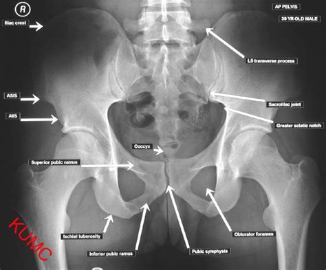 Aiis Anatomy - Anatomical Charts & Posters