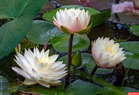 Кувшинки Фото Цветов – Telegraph