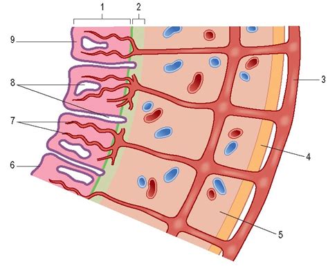 THE LAYERS OF THE UTERINE WALL - wikitomy