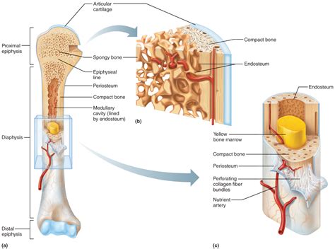 Human Body Anatomy Bone Structure Bone Structure Anatomy Explained Images