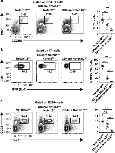 Deletion Of Notch Alone Results In An Intermediate Phenotype Compared