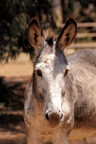 Big Ass Wallpaper Royalty Free Images Stock Photos Pictures Shutterstock