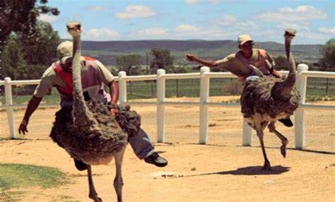 The Bizarre Sport of Ostrich Riding & Exotic Racing on Ostriches