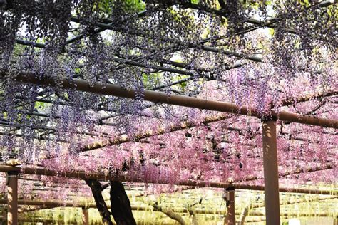 10 Best Places To See Wisteria In Japan Japan Web Magazine