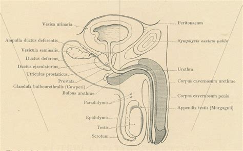 Antique Male Sex Organs Print Female Sex Organs Gynaecological Art Uterus Ovaries Female