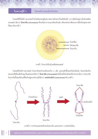 ใบความรประกอบการสอน เรอง โครโมโซม ดเอนเอ และยน 2 05270909