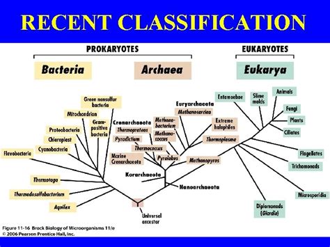 Biodiversity I Biol Taxonomy Professor Marc C