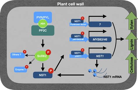 Lignin Cell Wall