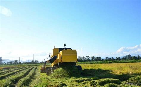 Abertura Oficial Da Colheita Do Arroz Deste Ano Lan Ada Em Tubar O