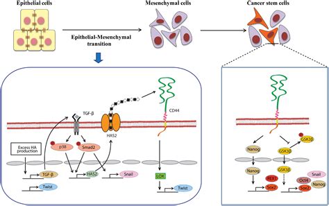 Frontiers Key Roles Of Hyaluronan And Its Cd Receptor In The