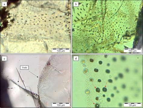 Photomicrographs Parallel Polars Of Fluid Inclusions Fis And Their