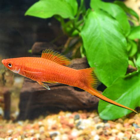 Red Swordtails Group Tropical Fish For Freshwater Aquariums