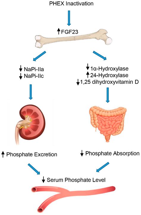 Impact Of X Linked Hypophosphatemia On Muscle Symptoms