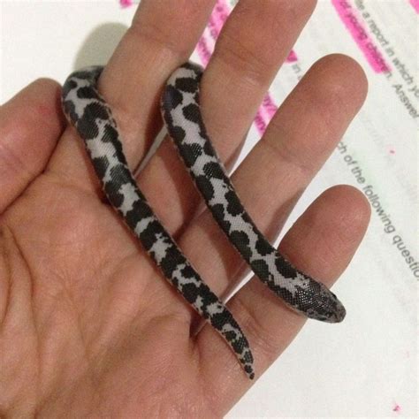 Anery Sand Boa Pet Snake Cute Reptiles Pretty Snakes