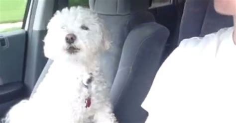 This Dog Really Loves Road Trips Video Huffpost Uk Comedy