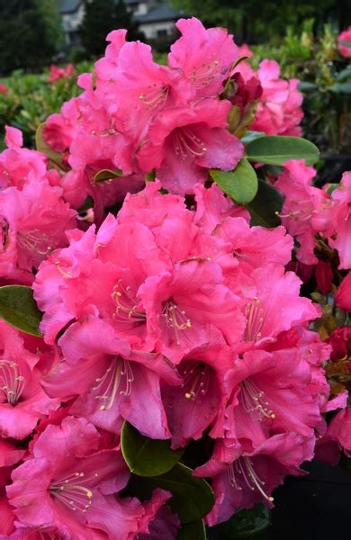 Rhododendron Karin Rhododendrons Hybrids Species