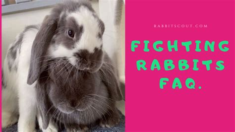 All you need to know about fighting rabbits.