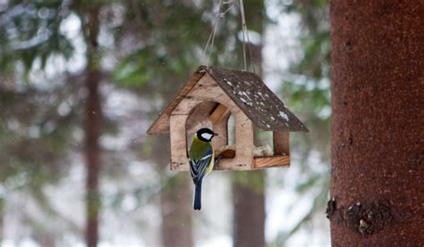 Comment Nourrir Les Oiseaux Du Jardin Nourriture Oiseaux Exterieur