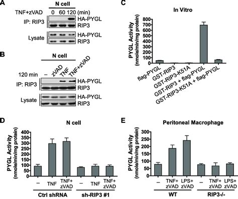 Activation Of Pygl By Rip3 And The Involvement Of Pygl In Necrosis A