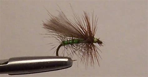 Vermont Fly Fishing Apple Caddis