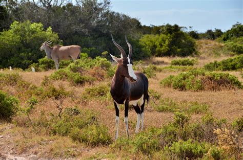 Wildlife Encounters at De Hoop Nature Reserve