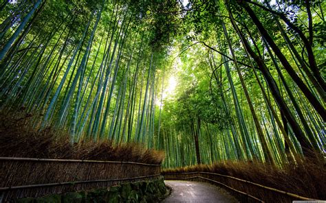 bamboo forest wallpapers top  bamboo forest backgrounds