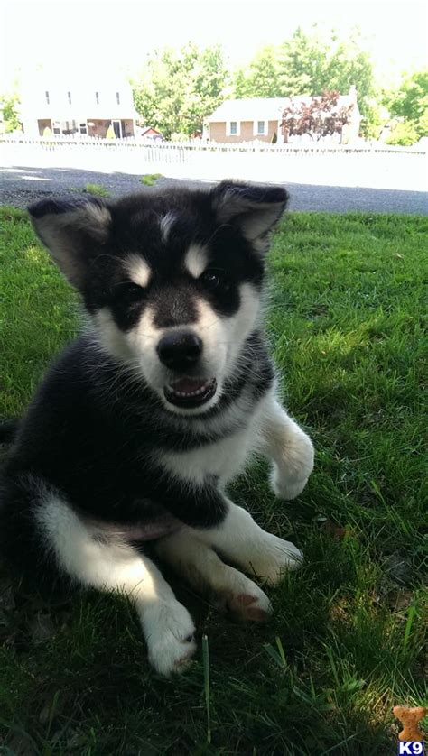 Male Malamute Pup 8 Weeks