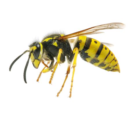 Wasp & Bee Control - AllClear Pest Control