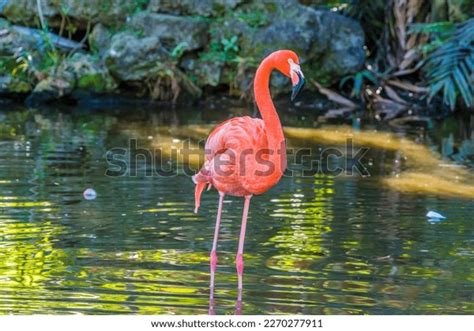 Flamingo Gardens Photos, Images & Pictures | Shutterstock