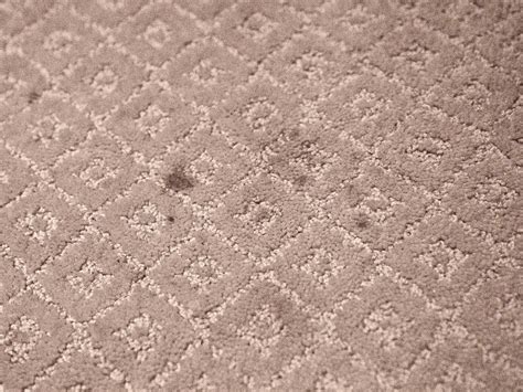 how to clean oil out of carpet