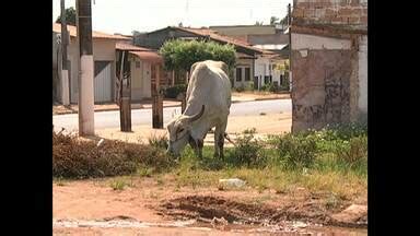 Bom dia Tapajós ONG resgata cavalo sinais de maus tratos em