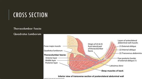 Quadratus Lumborum Muscle Cross Section