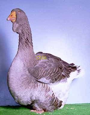 Toulouse Geese - pictures and information about the breed