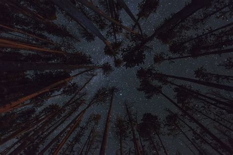 Hintergrundbilder Sonnenlicht Bäume Wald dunkel Nacht Galaxis