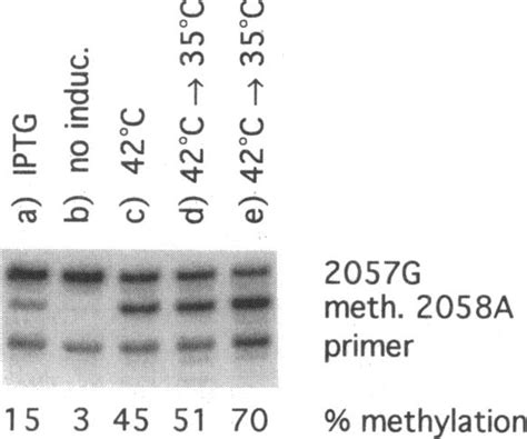 Autoradiograph of reverse transcripts of in vivo-methylated 23S rRNA ... 