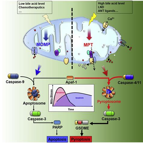 Apaf 1 Pyroptosome Senses Mitochondrial Permeability Transition Cell