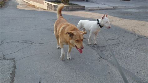 Снап Бультерьер нашёлся!. Часть 2 - YouTube