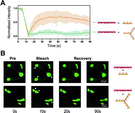 Frap Analysis Of The Assemblies Formed Between Htnks2 Arc15 And