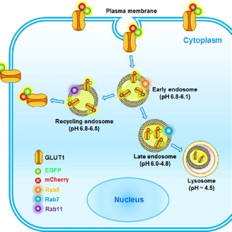 Schematic Diagram Showing The Use Of A Dual Fluorescence Reporter For Download Scientific