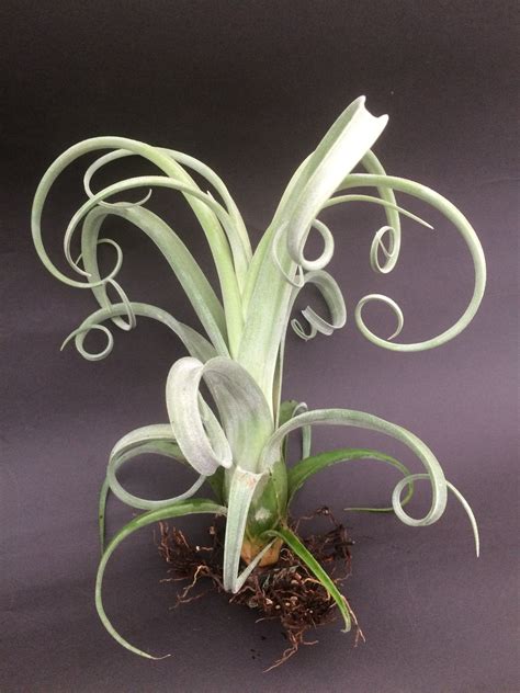 Tillandsia Curly Slim | Every Picture Tells a Story ltd