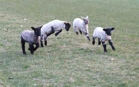 Joyful Lambs Playing In The Grass