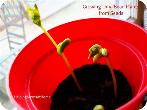 HelpingMoms@Home: Growing Lima Bean Plants from Seeds