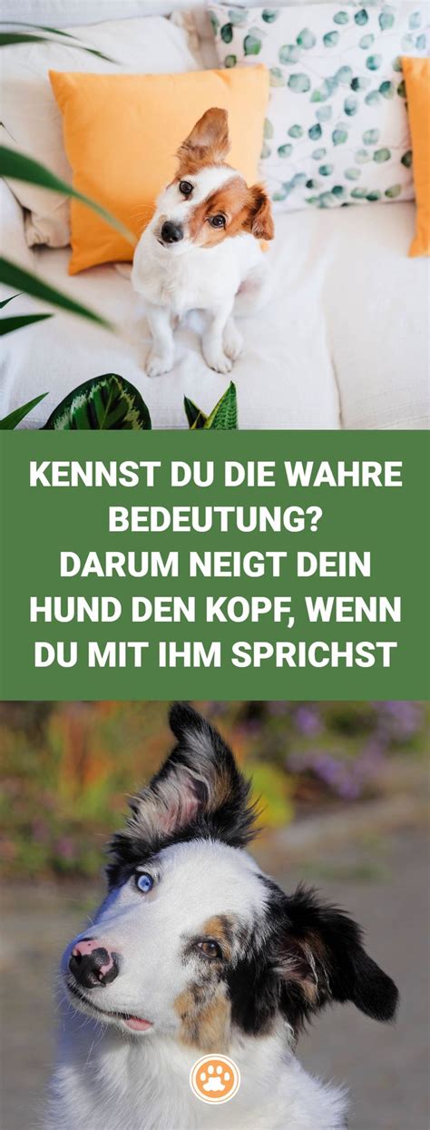 Ist Es Dir Schon Mal Aufgefallen Darum Neigt Dein Hund Seinen Kopf