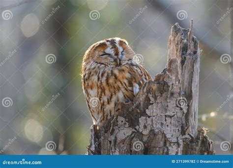 Portrait Of A Tawny Owl In The Autumn Forest Strix Aluco Stock Photo