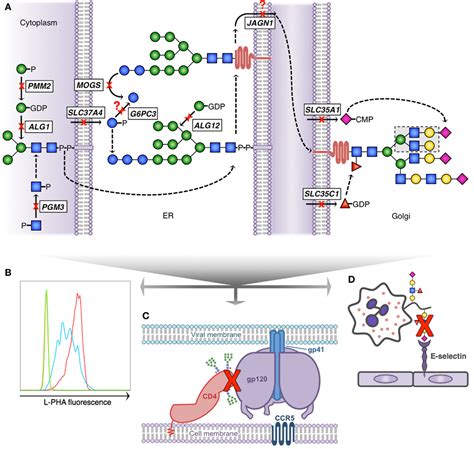 Frontiers Glycans Instructing Immunity The Emerging Role Of Altered